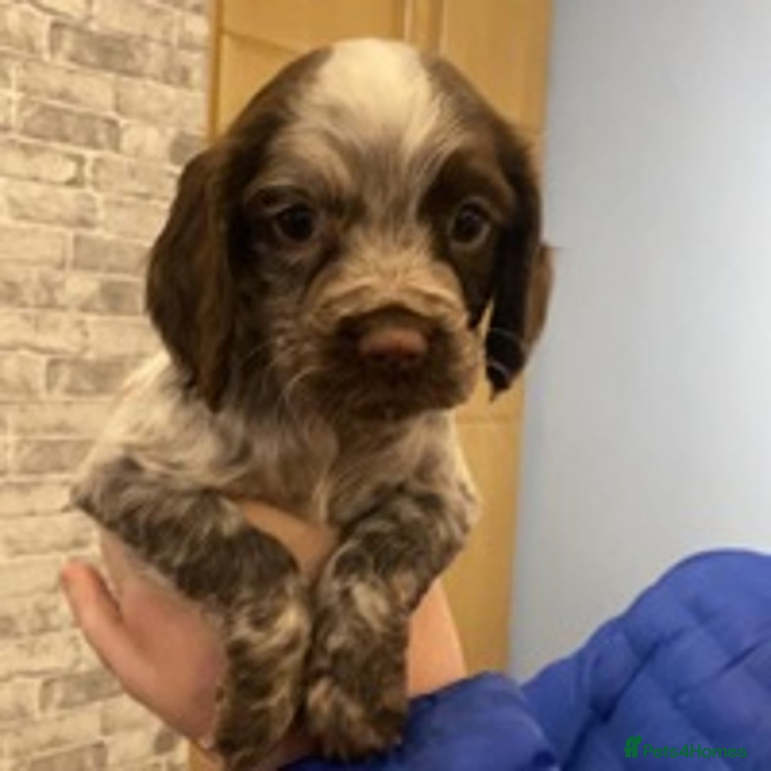 Cocker Spaniel dogs for stud: 🔥WORKING COCKER SPANIEL AT STUD🔥 in Gateshead - Advert 9