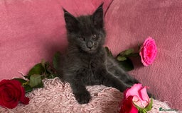Maine Coon cats for sale: 3 Pedigree Maine Coon Kittens  - Image 1