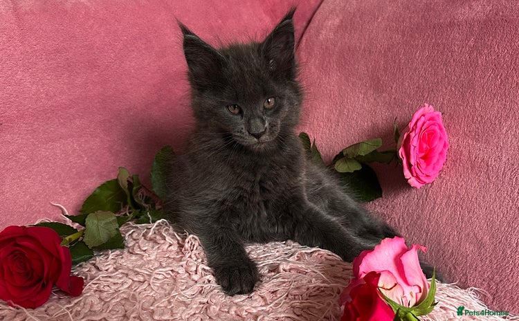Maine Coon cats - Advert 5