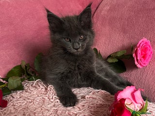 Maine Coon cats - Advert 29