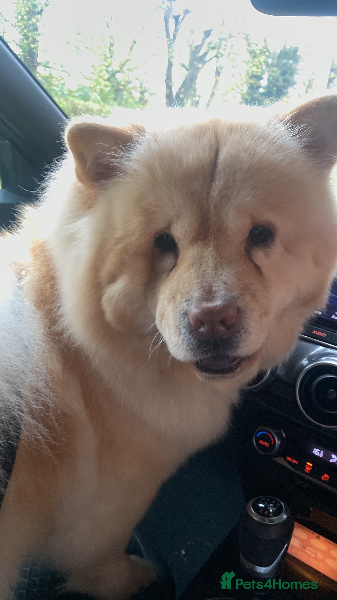 Mixed Breed dogs for sale: Darcy  - Advert 6