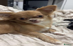 Chihuahua dogs for sale: Rare Long haired Chihuahua.  - Image 5