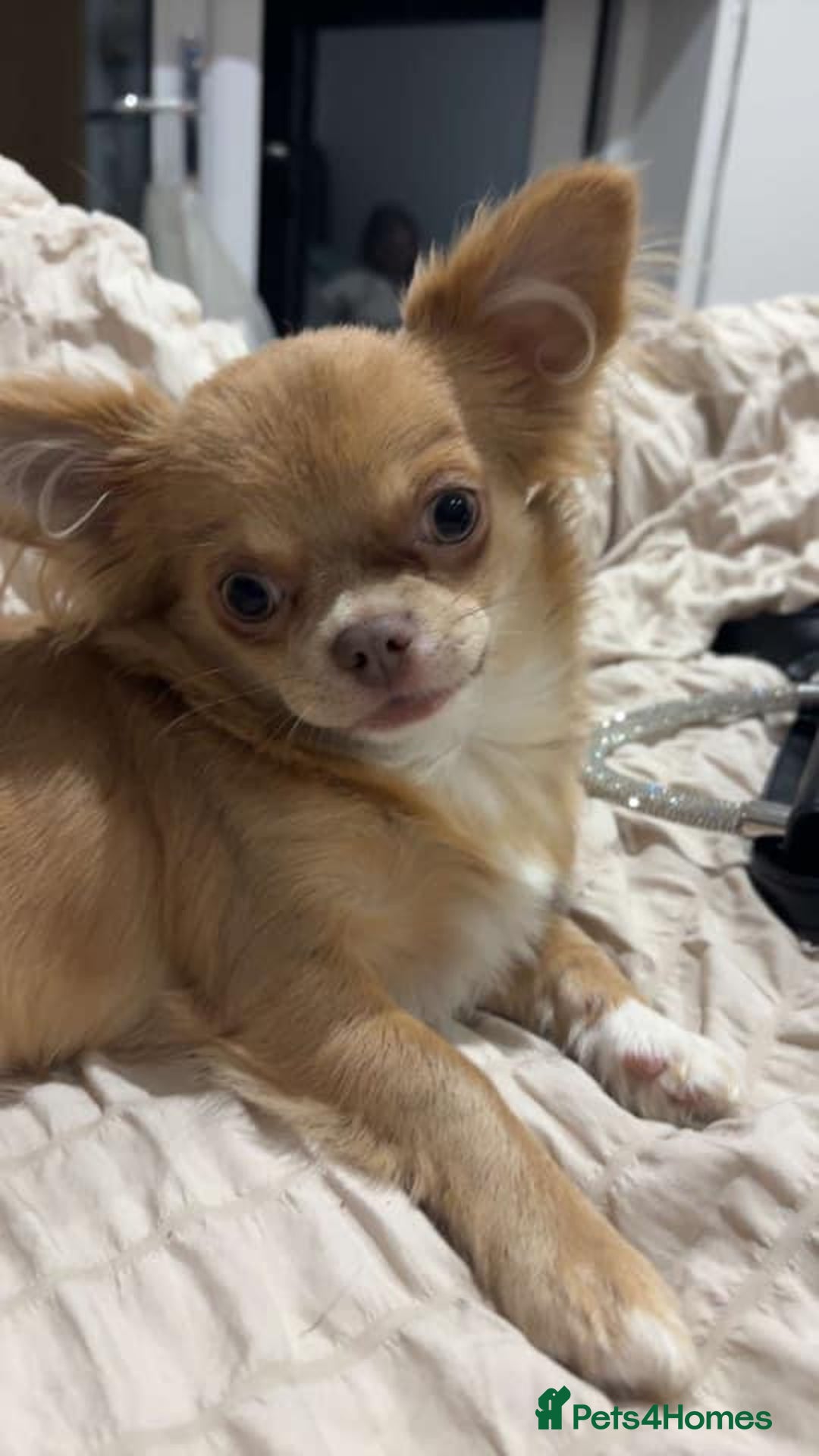 Chihuahua dogs for sale: Rare Long haired Chihuahua.  - Image 5