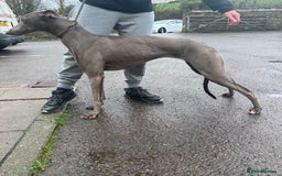 Lurcher dogs for sale: Bull cross puppies  - Image 19
