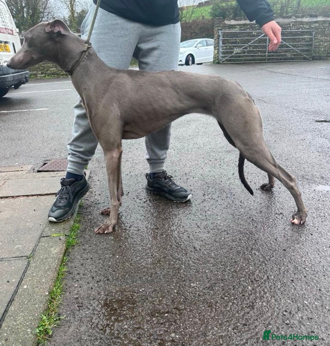 Lurcher dogs for sale: Bull cross puppies  - Image 19