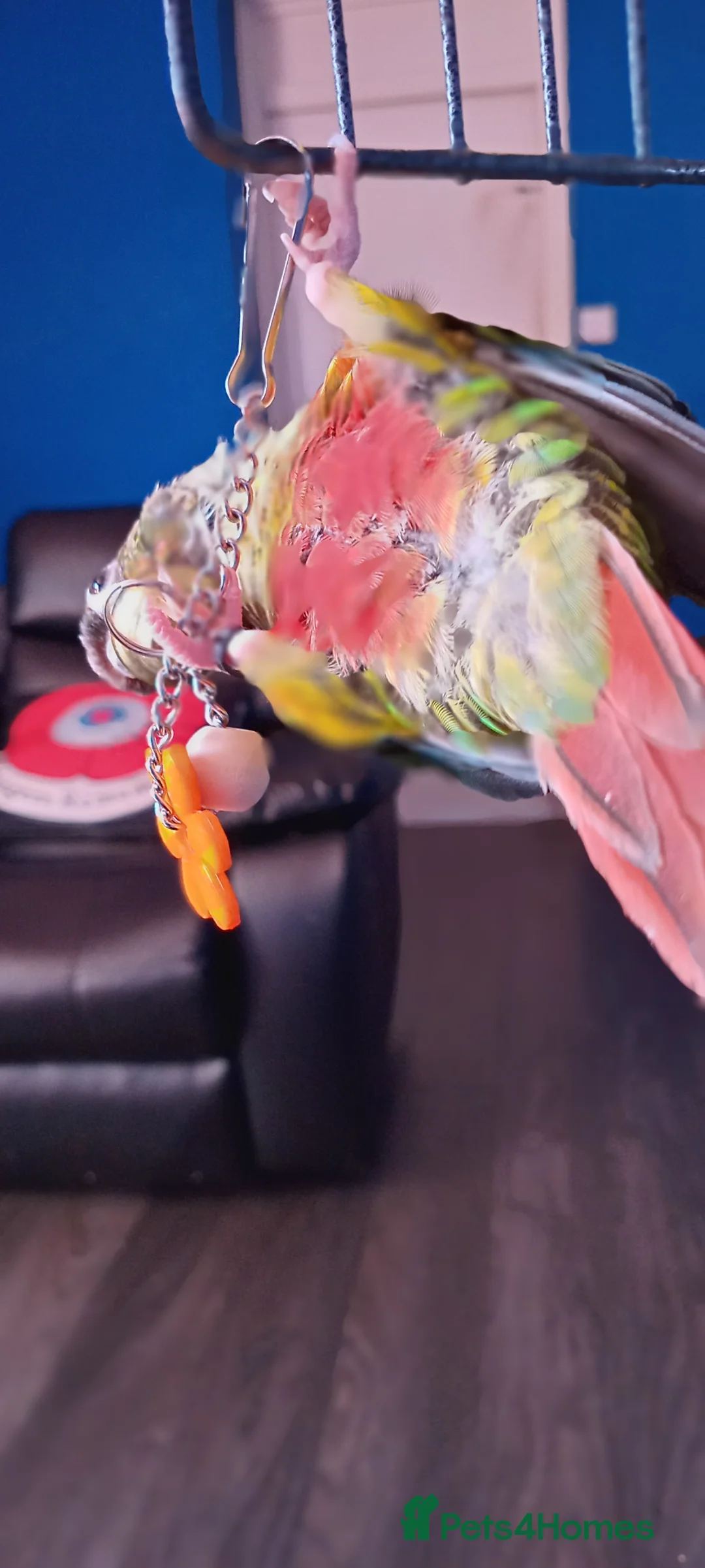 Conures birds for sale: Hand tamed conure and cage for sale in Glasgow - Advert 2