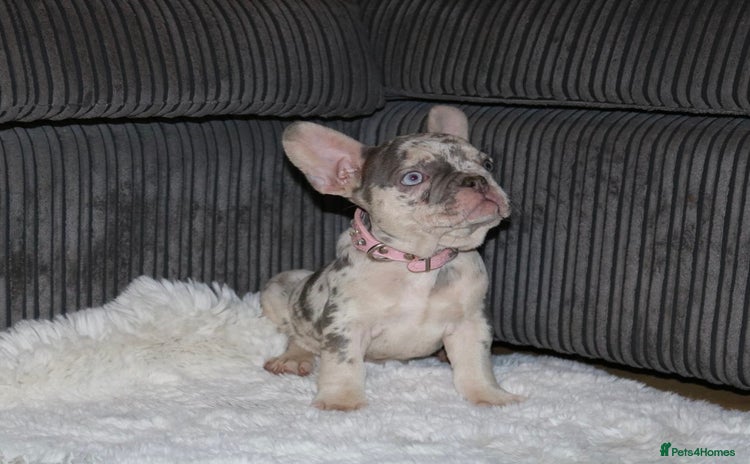 French Bulldog dogs - Advert 8