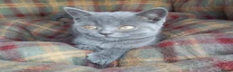 British Shorthair cats for sale: Super GCCF registered kittens  - Advert 14