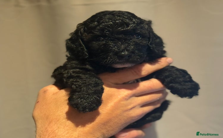 Cockapoo dogs - Advert 2