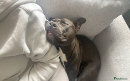 Mixed Breed dogs for sale: Luna  - Image 4