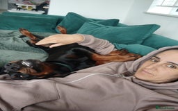 Dobermann dogs for sale: 4 year old Male Doberman looking for forever home - Image 16