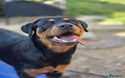 Rottweiler dogs for sale: 6 month old rottie girl - Image 1