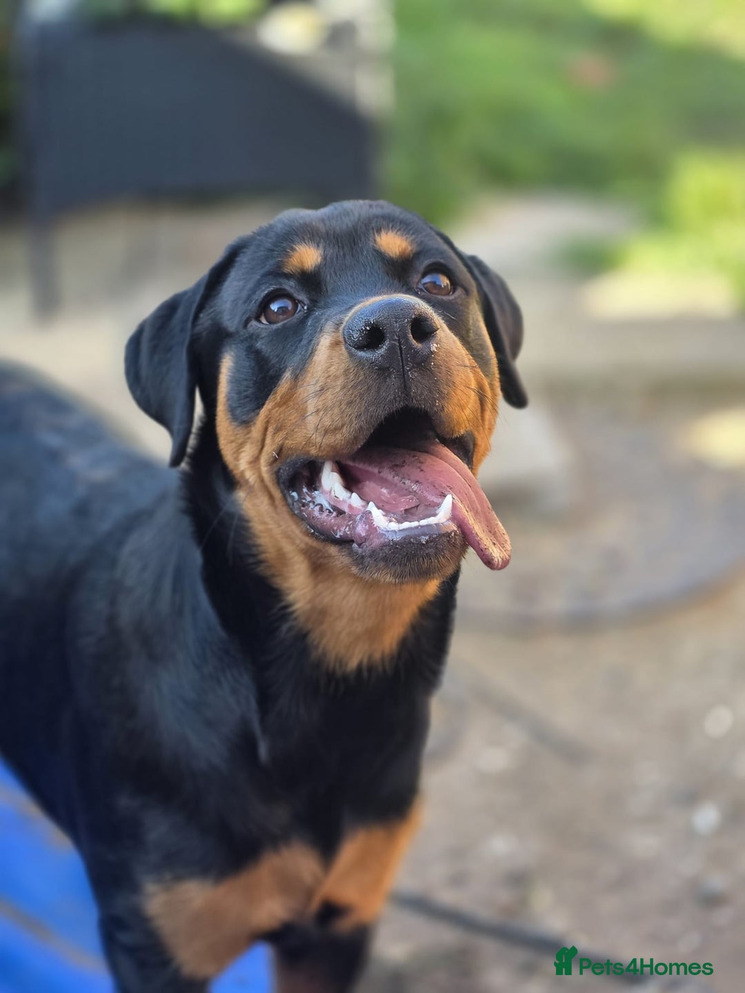 Rottweiler dogs for sale: 6 month old rottie girl - Image 1