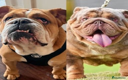 English Bulldog dogs for sale: Beautiful English bulldog puppy  - Image 15