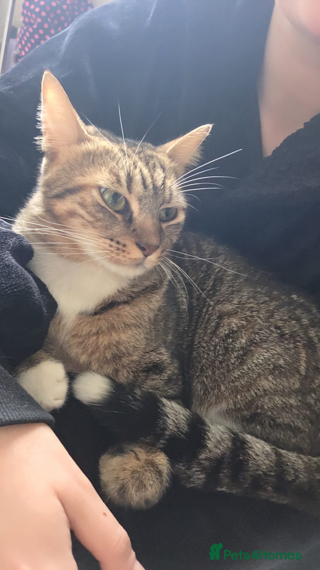 Mixed Breed cats for adoption: [Indoors Only] Cardini: Absolute Playful Cuddlebug - Advert 11