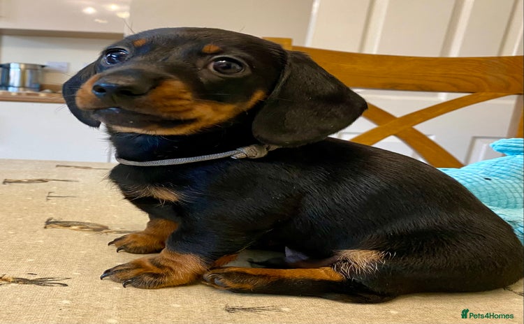 Miniature Dachshund dogs - Advert 4
