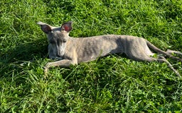 Whippet dogs for sale: Loving Brindle KC Reg Whippet boy - Image 7
