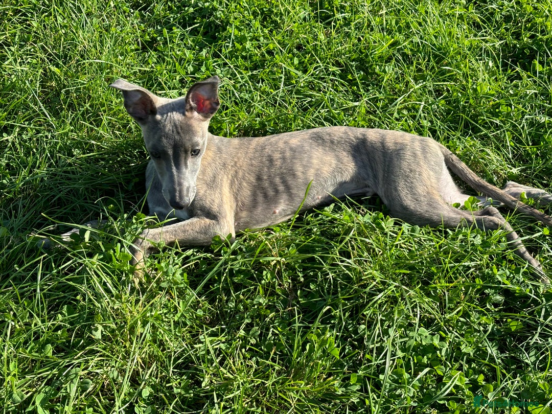 Whippet dogs for sale: Loving Brindle KC Reg Whippet boy - Image 7