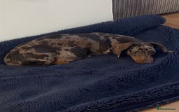 Miniature Dachshund dogs for sale: Miniature dachshund  - Image 3