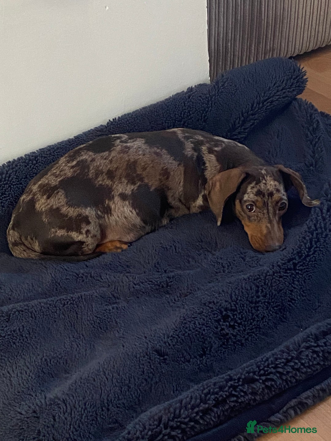 Miniature Dachshund dogs for sale: Miniature dachshund  - Image 3