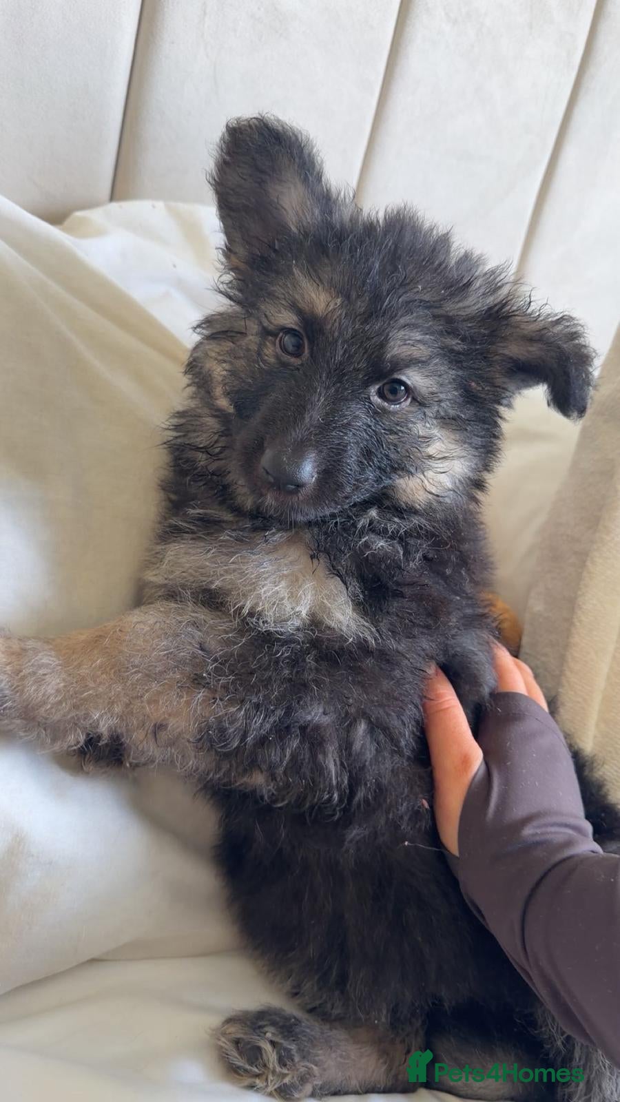 German Shepherd dogs German shepherd puppies  - Advert 10