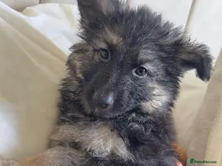 German Shepherd dogs German shepherd puppies - Advert 10