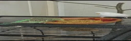 Budgerigars birds for sale: 3 young budgies 1 male 2 female + cage - Advert 4