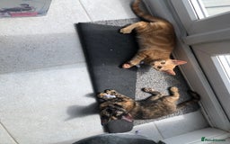 Mixed Breed cats for sale: 4 Adorable, playful Kittens - Image 5