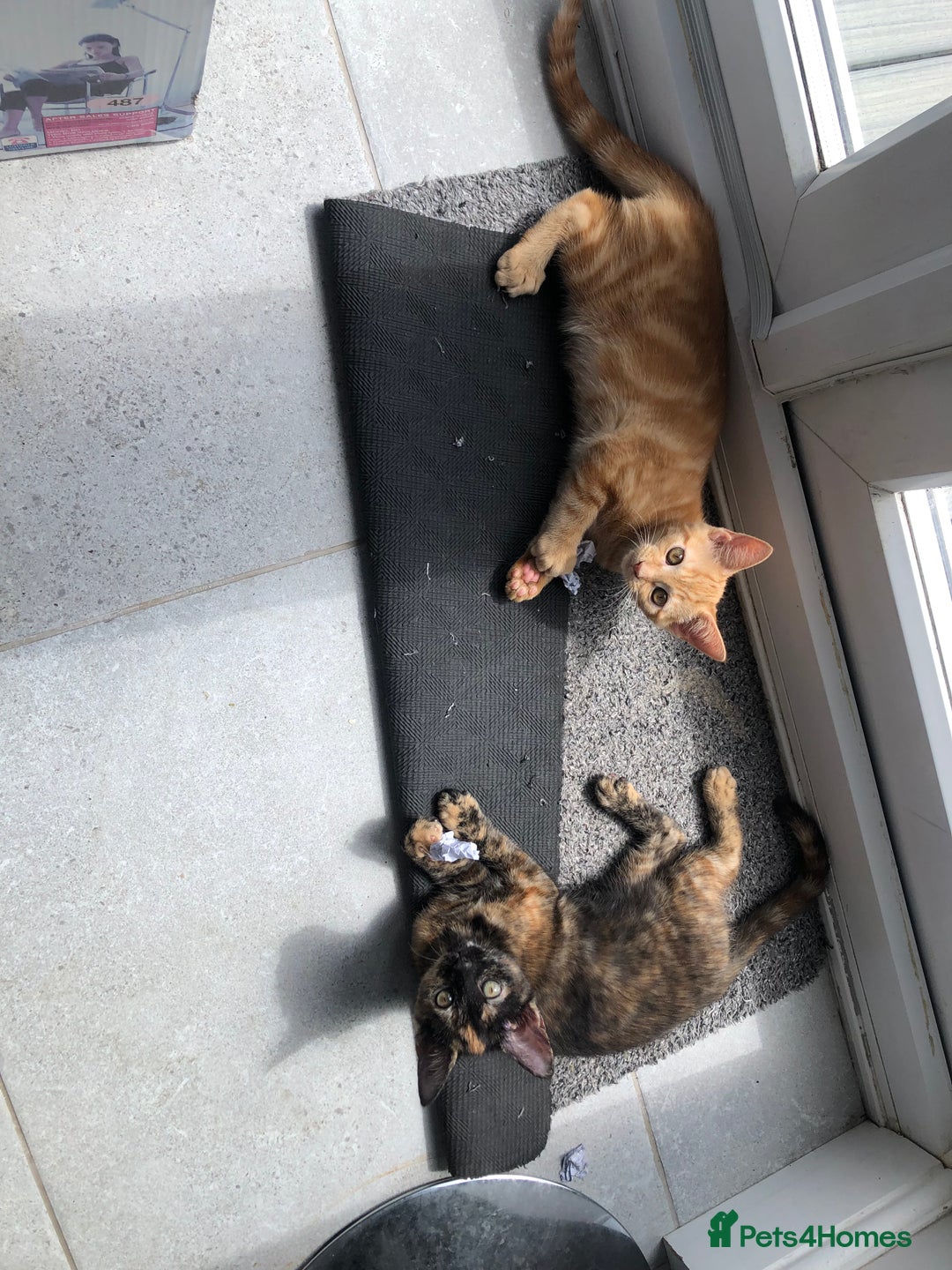 Mixed Breed cats for sale: 4 Adorable, playful Kittens - Image 5