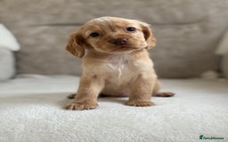 Cocker Spaniel dogs for sale: Stunning cocker spaniel puppies  - Image 4