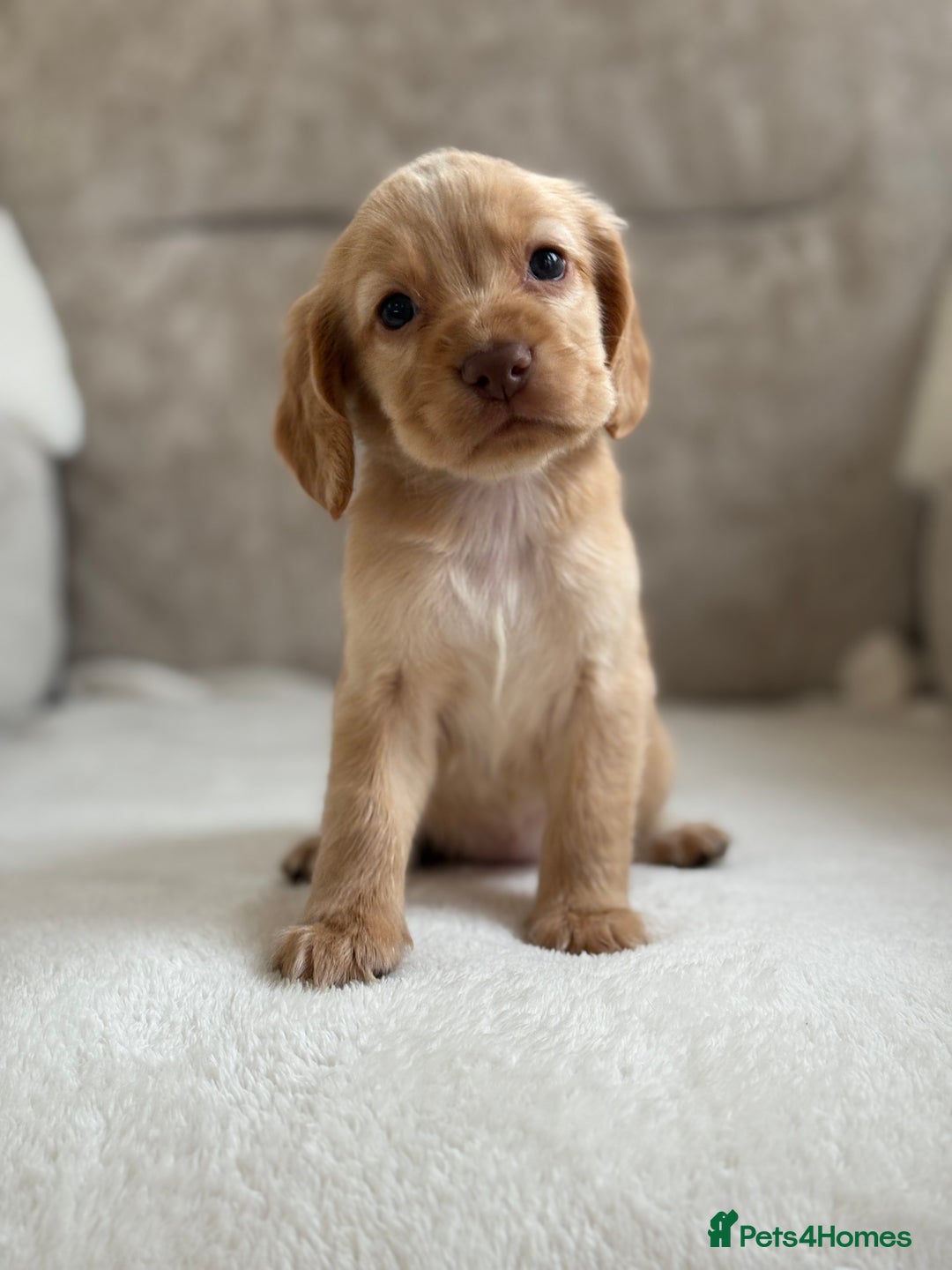 Cocker Spaniel dogs for sale: Stunning cocker spaniel puppies  - Image 4