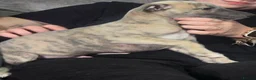 Whippet dogs for sale: READY NOW!The most precious!Kc wippets 🐶    - Advert 2