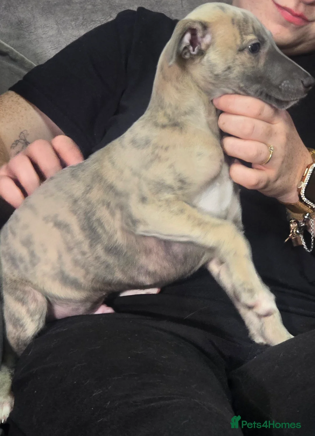 Whippet dogs for sale: READY NOW!The most precious!Kc wippets 🐶    - Advert 2