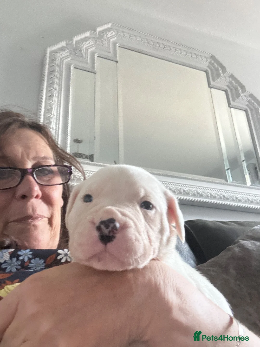 American Bulldog dogs for sale: ❤️AMERICAN BULLDOG PUPPIES – 6 BOYS & 3 GIRLS ❤️🐾 - Advert 17