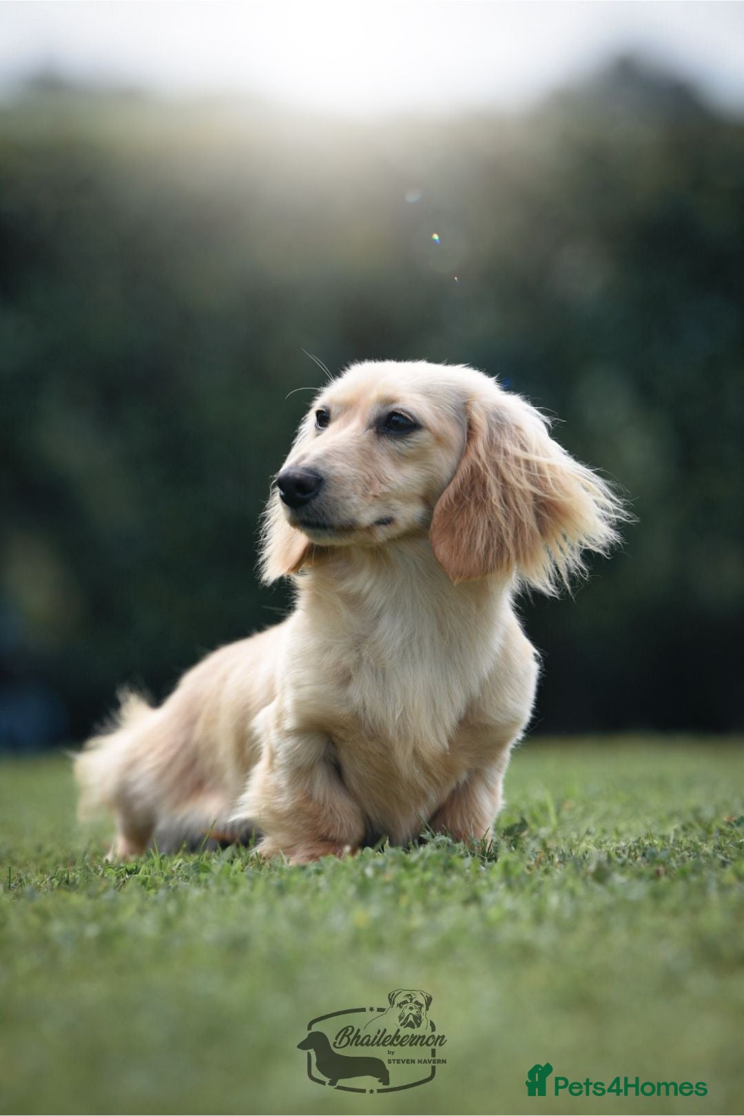 Miniature Dachshund dogs Dachshund miniature longhaired - Advert 15