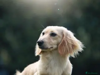 Miniature Dachshund dogs Dachshund miniature longhaired - Advert 15