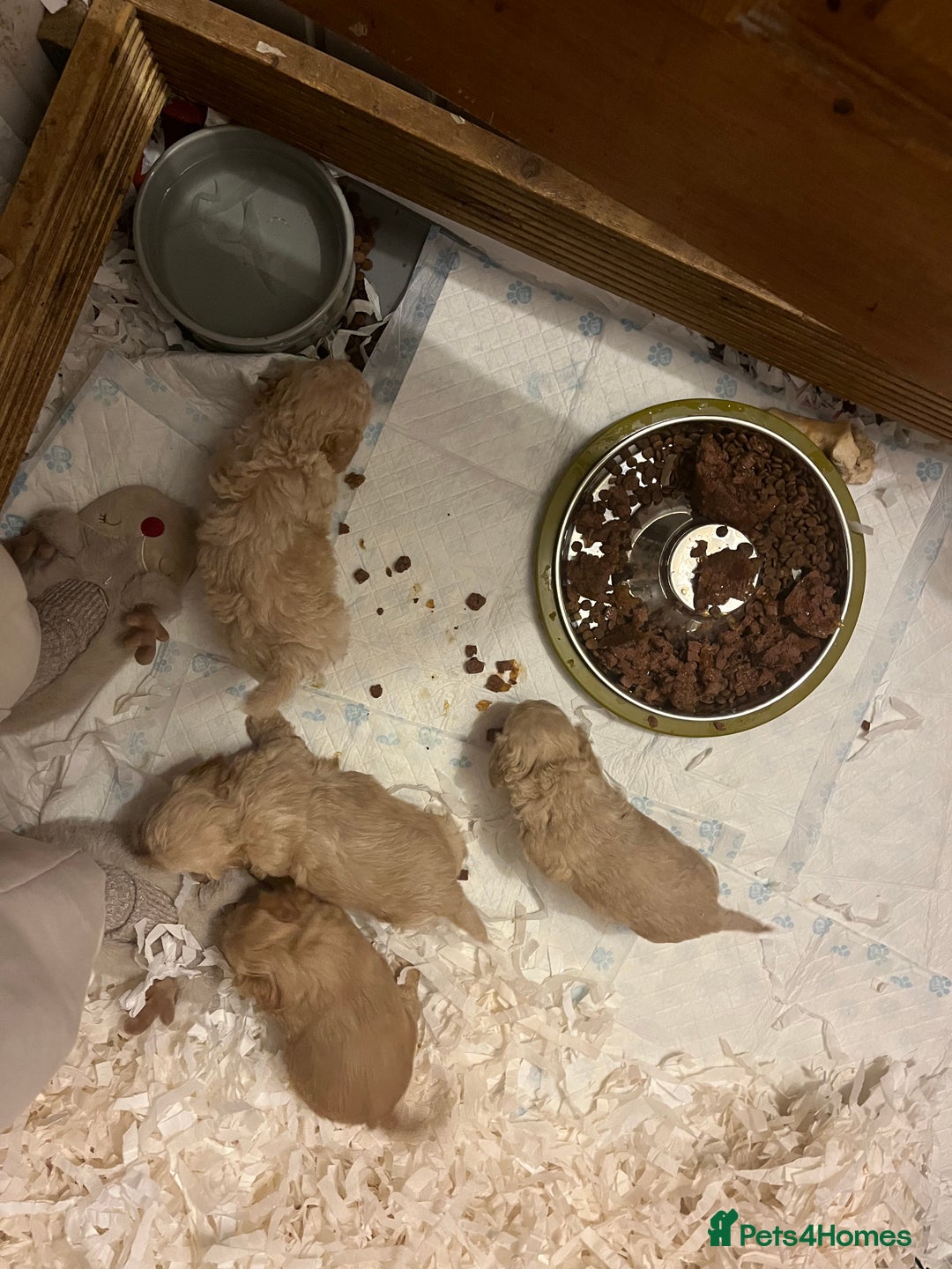 Cockapoo dogs for sale: Tiny cockerpoo pups - Advert 28