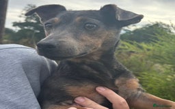 Jack Russell dogs for sale: Blue female Jack russle  - Image 2