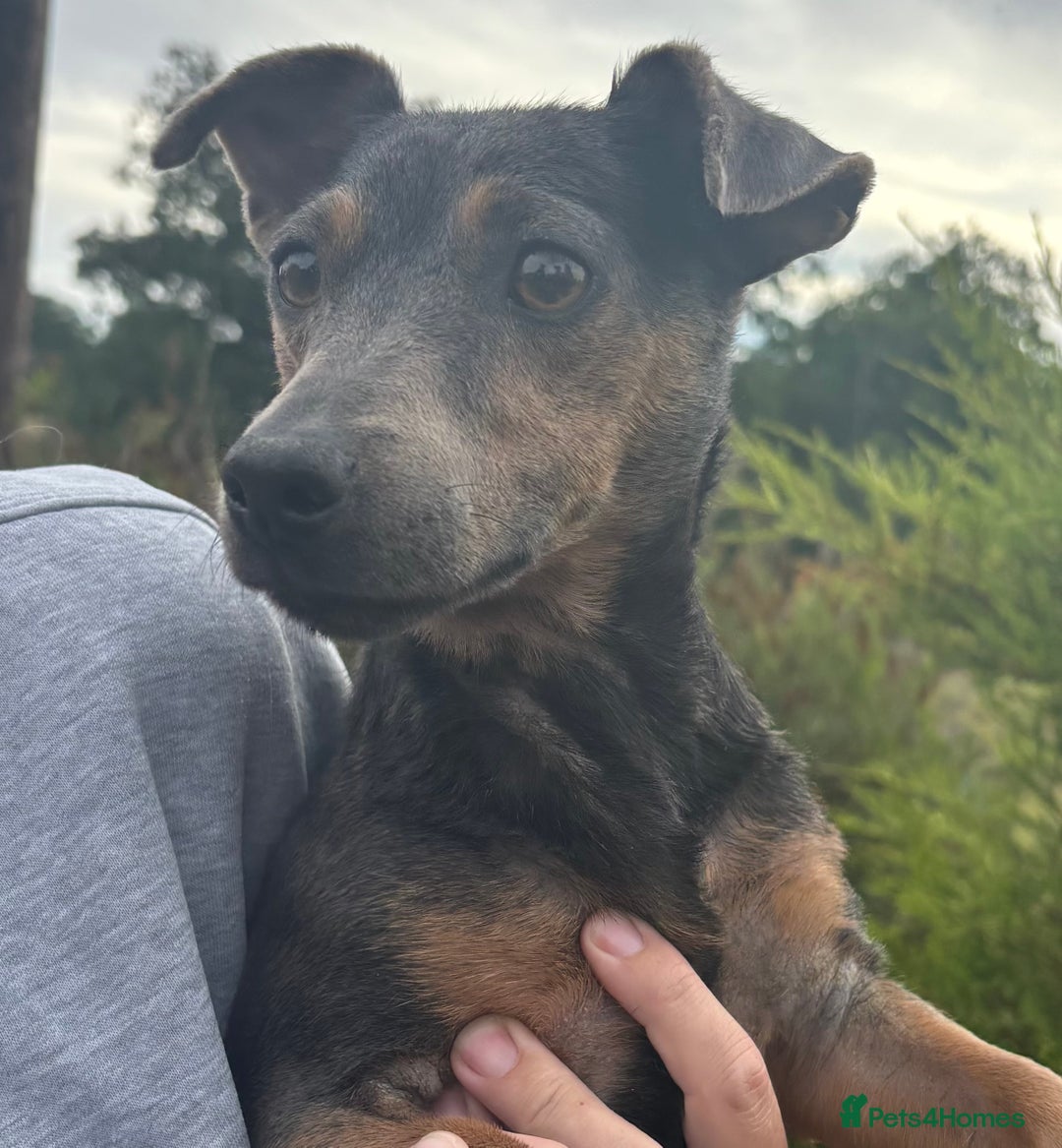 Jack Russell dogs for sale: Blue female Jack russle  - Image 2