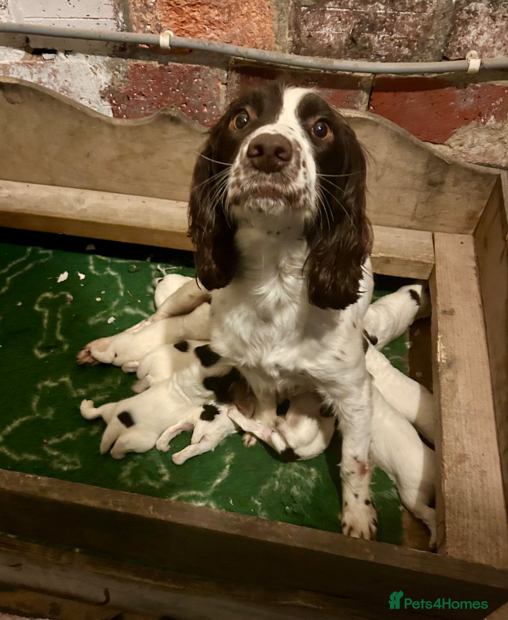 English Springer Spaniel dogs English springer spaniel  - Advert 1