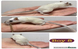 Gerbil rodents for sale: Beautiful friendly baby gerbils  - Image 8