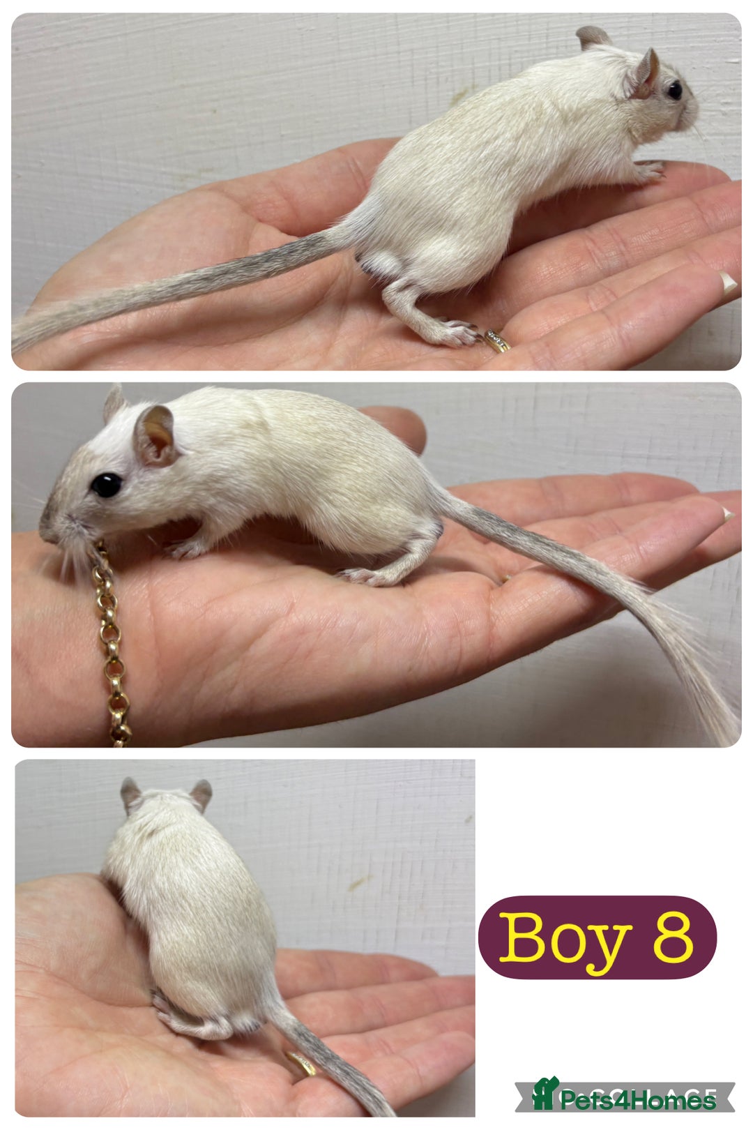 Gerbil rodents for sale: Beautiful friendly baby gerbils  - Image 8