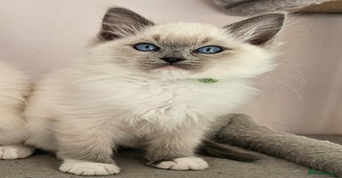 Ragdoll cats - Advert 14