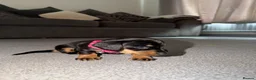 Dachshund dogs for sale: 2 female 1 male mini sausage dogs. - Advert 12