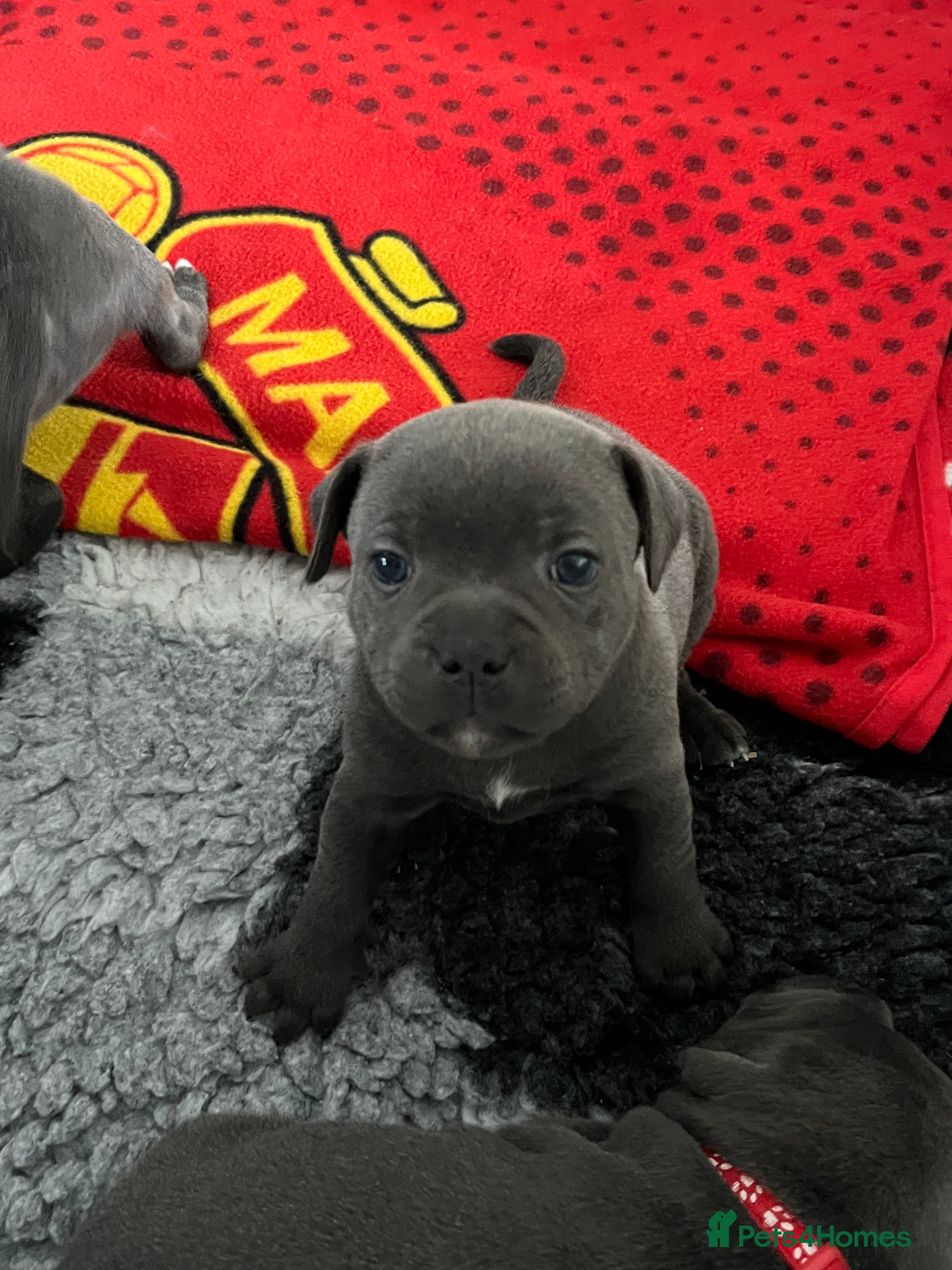 Staffordshire Bull Terrier dogs Blue staffordshire  - Advert 3