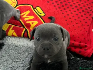 Staffordshire Bull Terrier dogs Blue staffordshire - Advert 1