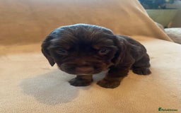 Cocker Spaniel dogs for sale: Cocker Spaniel Pups - Image 13