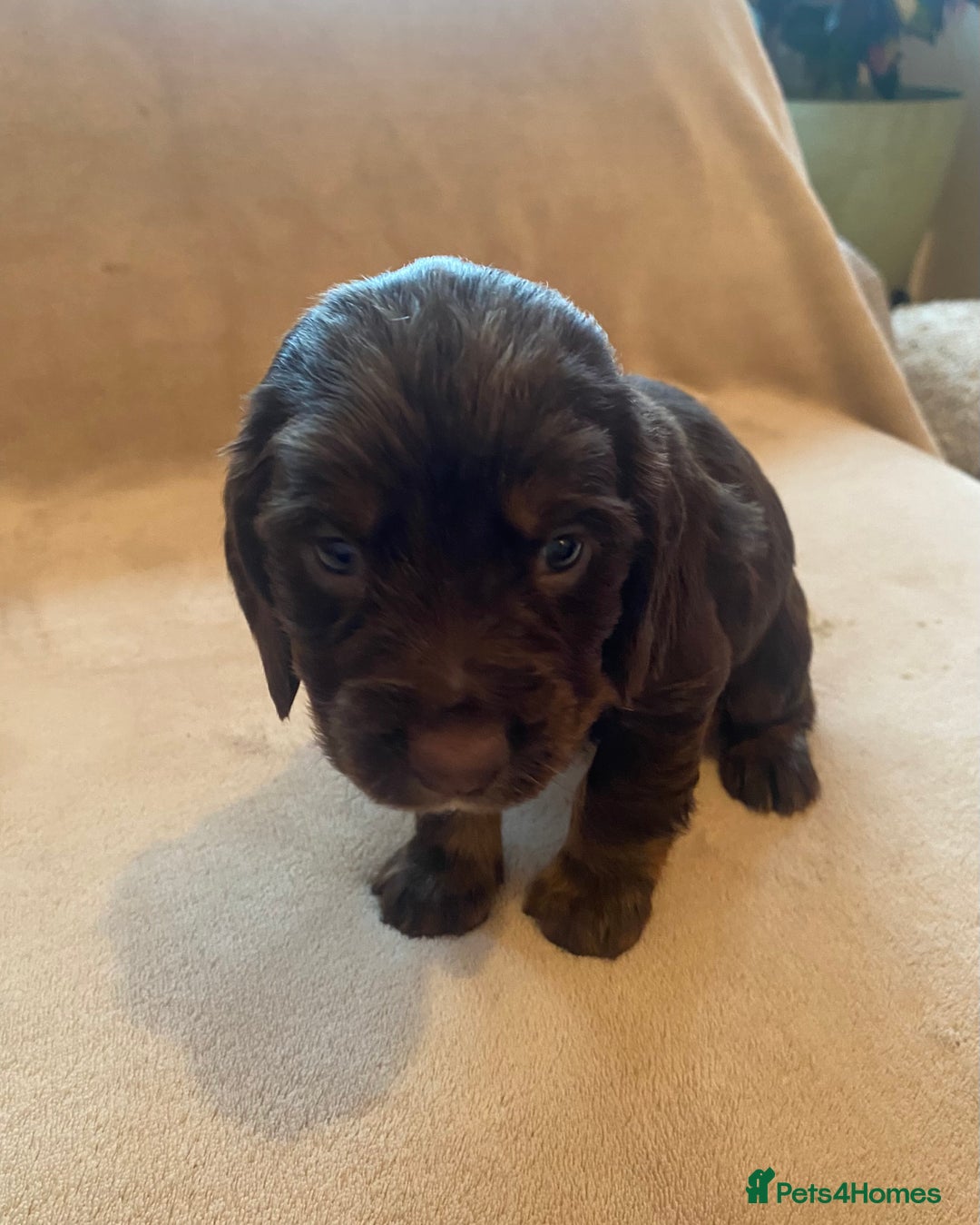 Cocker Spaniel dogs for sale: Cocker Spaniel Pups - Image 13