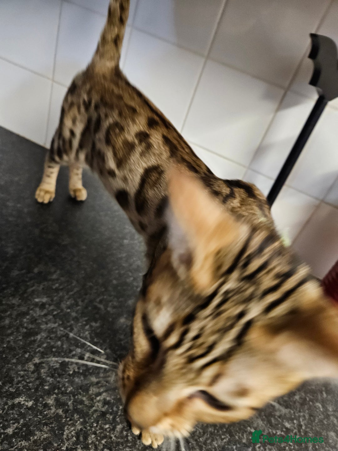 Bengal cats for sale: Silver/ mink bengals kittens  - Advert 18