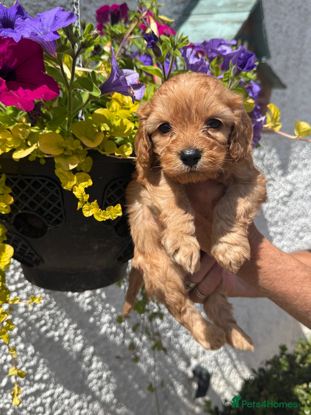 Cavapoo dogs for sale: Ready Now F1 Cavapoo boy - Image 13